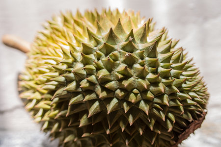 The durian is a fruit that has thorns all over.の写真素材