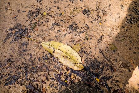 A yellow leaf on the sand.の写真素材