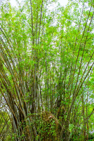 This tree is a lot of bamboo trees.の写真素材