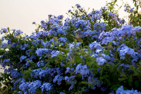 Many purple flowers are in full bloom.の写真素材