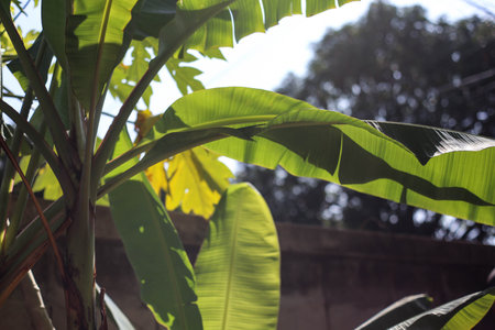 Banana leaves in the garden. Selective focus. nature.の写真素材