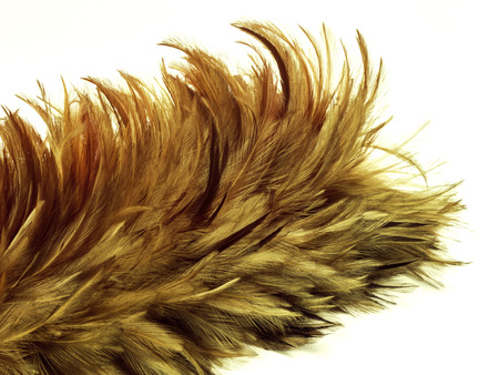 Wood feather brushの写真素材