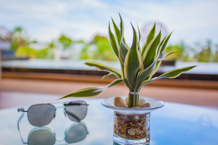 Sunglasses with treesの写真素材