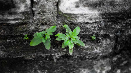 Green treeの写真素材