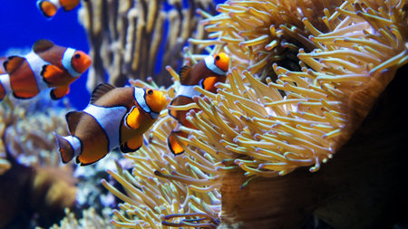 cartoon fish with anemone