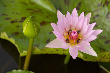 lotus in nature,water lilyの写真素材