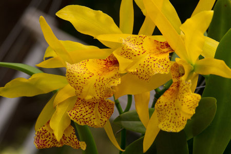 Orchid Blooms