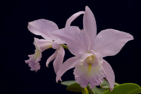 Orchid Bloomsの写真素材