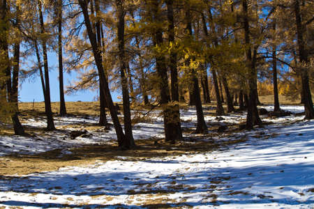 fall leaves trees,の写真素材