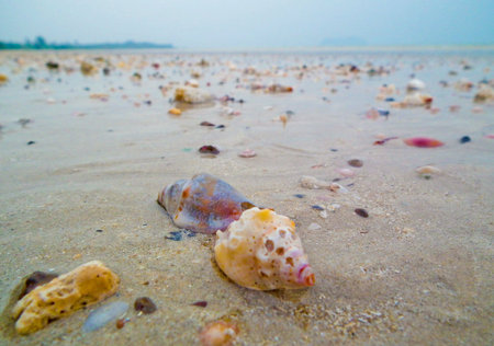 Coral on the beach
