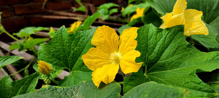 Yellow Fresh Blossoming Flower of Ash Gourd, seasonal vegetable also called wax gourd grow in winter
