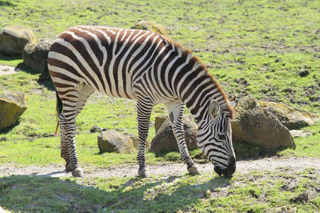 Photo of a zebra eating grass in zooの写真素材