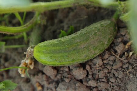 Cucumber on the groundの写真素材