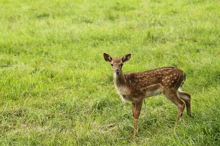 Small doe in zoo over green grassの写真素材
