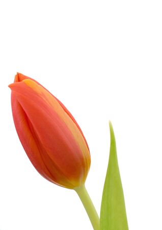 orange flower isolated on white backgroundの写真素材