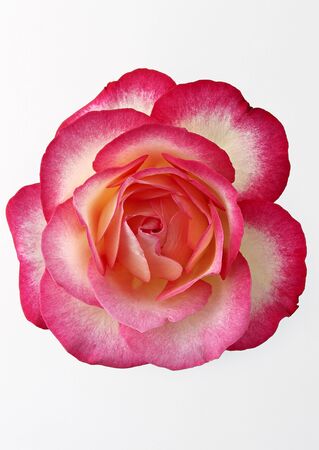 pink flower isolated on white backgroundの写真素材