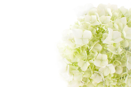 flowers of hydrangea on a white background