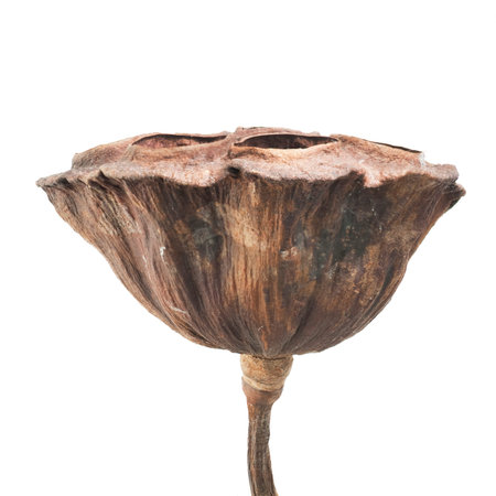 dry lotus pod on a white backgroundの写真素材