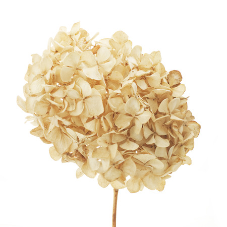 dry hydrangea on a white backgroundの写真素材