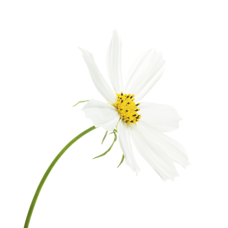 white flower of cosmosの写真素材