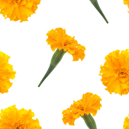 Flower of marigold, seamless patternの写真素材