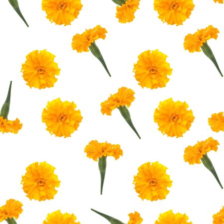 Flower of marigold, seamless patternの写真素材