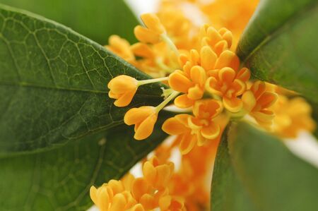 blooming Sweet Osmanthusの写真素材