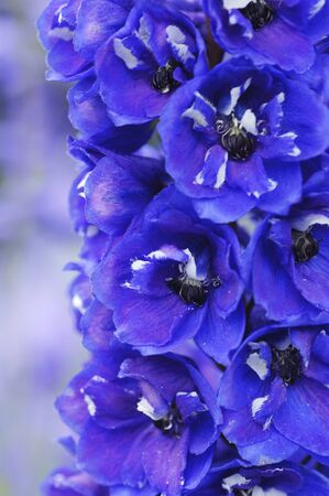 floral background of delphiniumの写真素材