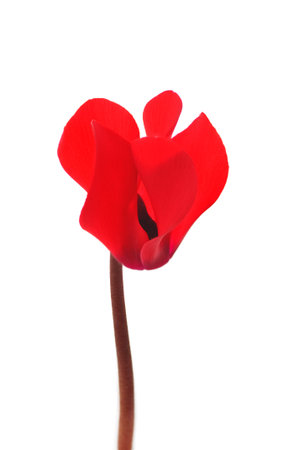 single red  flower of cyclamenの写真素材