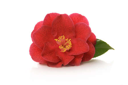 red flower of camellia isolated on a white background. floral ornament. design elementの写真素材