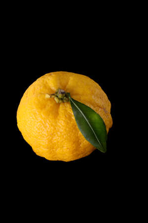 yuzu fruits isolated on a black background, design elementの写真素材