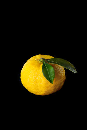 yuzu fruits isolated on a black background, design elementの写真素材