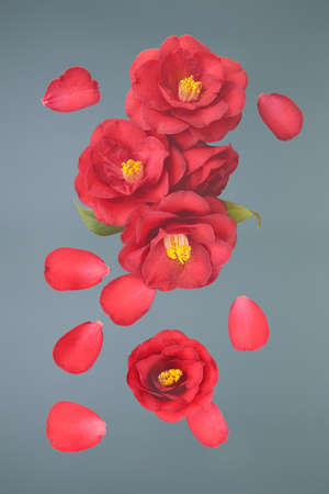 red camellia flowers on a grey backgroundの写真素材