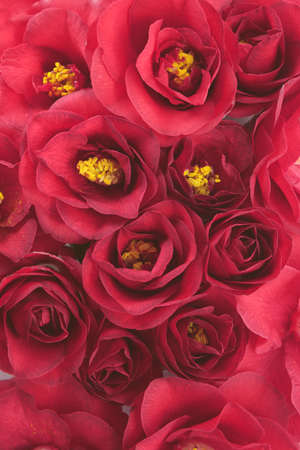 floral background of camellia flowersの写真素材
