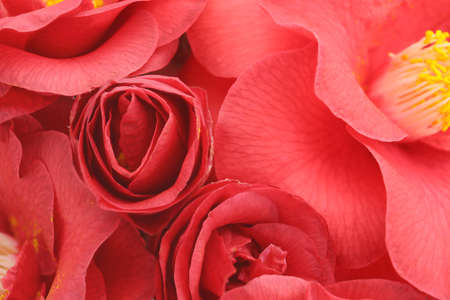 floral background of camellia flowersの写真素材