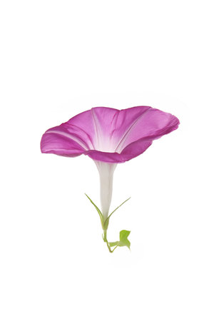 flower of Japanese morning glory on a white backgroundの写真素材
