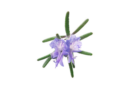 Rosemary flower isolated on white background.の写真素材