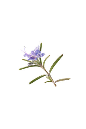 Rosemary flower isolated on white background.の写真素材