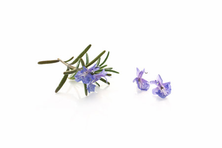 Rosemary isolated on white background. Rosemary isolated on white backgroundの写真素材