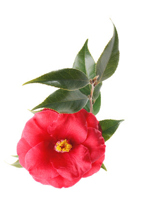 Camellia flower isolated on white backgroundの写真素材
