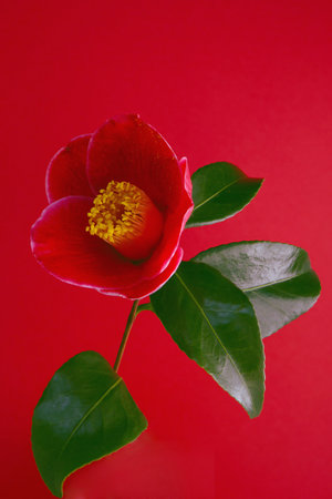 Camellia flower with green leaves on a red background.の写真素材