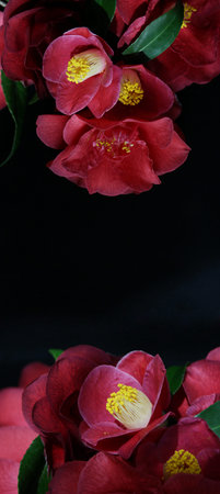 Beautiful camellia flowers on black background, close up.の写真素材