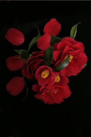 Bouquet of red camellia flowers on a black backgroundの写真素材