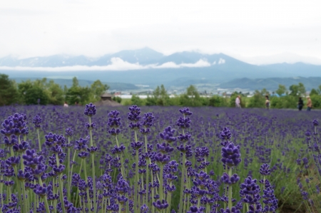 Lavender field in Tomita Farm,Furano,Hokkaido, Japanの写真素材
