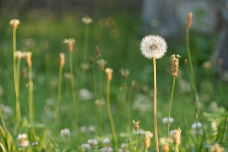 Dandilion in  sunlight,Nakajima  Park,Sapporo,Japanの写真素材