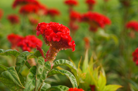Red cockscomb flowers in a garden,Bangkok,Thailandの写真素材