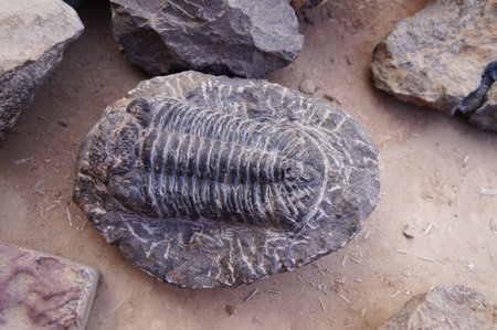 Fossil of trilobites Drotops cf.megalomanicus, from Morocco,Northern Africa