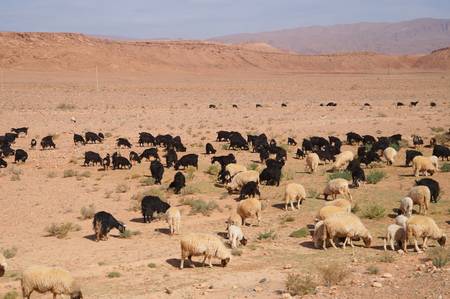 Moroccan goats near oasis in Tineghir , Morocco,Northern Africaの写真素材