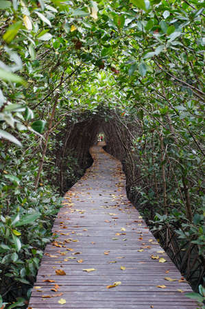 Wooden bridge through the mangrove reforestation in Petchaburi,Thailandの写真素材