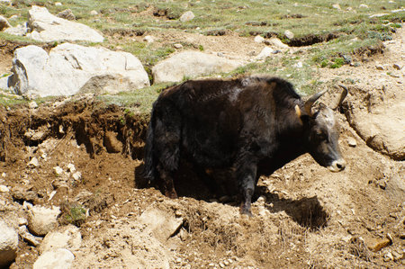 Yak grazing in Himalayas  Ladakh, Indiaの写真素材